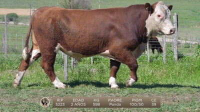 Lote Brete 3 - Santa Luisa Hereford