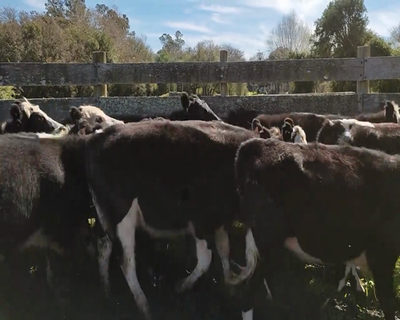 Lote 12 Mixto 3 AA,  4 AA X HE,  5 AA X NO 314kg - , Colonia