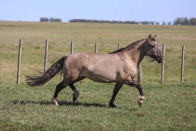 Lote DEL SILENCIO TUERTA