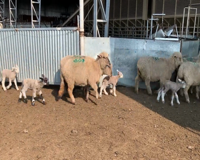 Lote (Vendido)20 Ovejas CORRIEDALE X CARA MORA 60kg - , Colonia