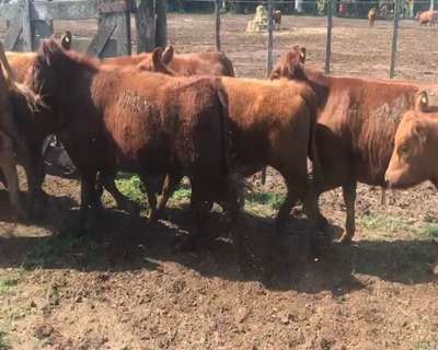 Lote 78 Terneras en Guaminí, Buenos Aires