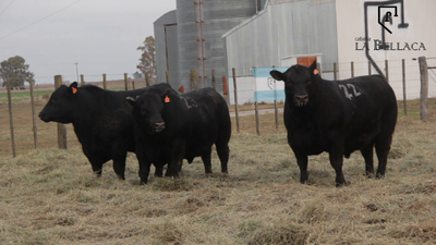 Lote TOROS PUROS CONTROLADOS