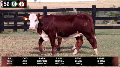 Lote LOTE 56