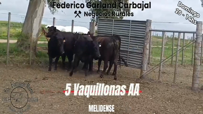 Lote 5 Vaquillonas 1 a 2 años ANGUS en OMBUES DE LAVALLE