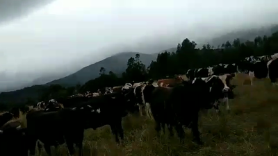 Lote 48 Novillo Gordo en Mariquina, XIV Región Los Ríos