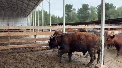 Lote 20 Novillo Gordo en Los Ángeles, VIII Región Biobío