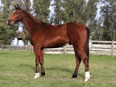 Lote BUEN PALO