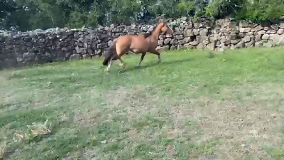 Lote (Vendido)Potranca Criolla, Soriano