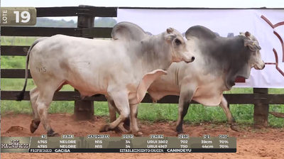Lote LOTE 19