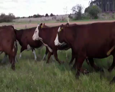 Lote 40 Vacas de invernar en Mercedes, Corrientes
