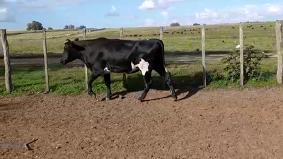 Lote (Vendido)Vaquillonas/Vacas Gordas 480kg -  en LA CONCORDIA