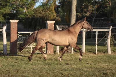 Lote DEL SILENCIO MARIA