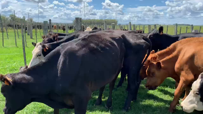 Lote 22 Vacas de Invernada en Tupambaé, Cerro Largo