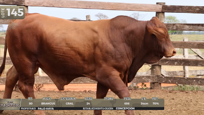 Lote LOTE 145