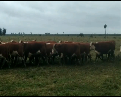 Lote 35 Vaquillonas Vacas Preñadas HEREFORD - 35... 380kg - , Rocha