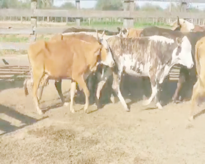 Lote Lote 2 Vacas Híbridas