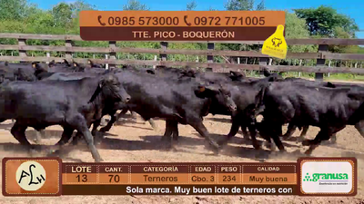 Lote 70 Terneros CBO 3 Híbridos (tipo Brangus). Negros 234kg - , Boquerón