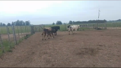 Lote 3 Toros Yersey - Aa en Arroyo Llano