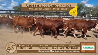 Lote Lote 7