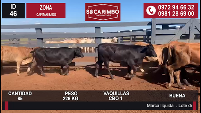 Lote VAQUILLAS CBO 1