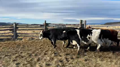 Lote 42 Novillo Engorda en Coyhaique, XI Región Aysén