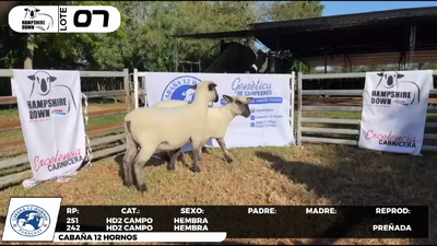 Lote LOTE 7- CAMPO