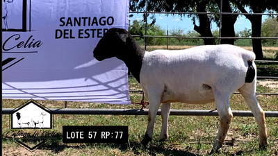 Lote RP 77
