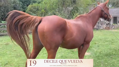 Lote Lote 19