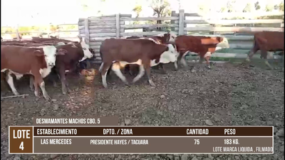 Lote LOTE 4