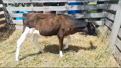 Lote Terneras Holando 140kg -  en Chamizo