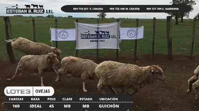 Lote Lote 3