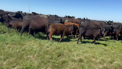 Lote 60 Vaquillonas PC C/ cria - Establecimiento LA NEGRA