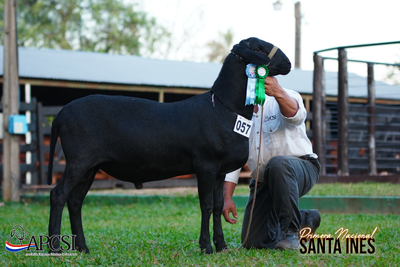 Lote Nacional Santa Inés Bozal - Lote 55