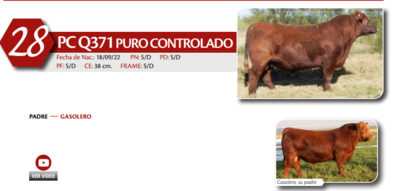 Lote MACHO PC