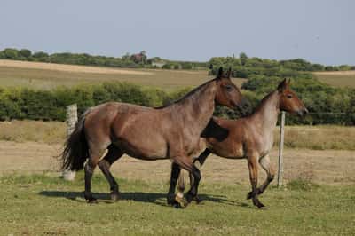 Lote Candileira Cala Bassa (BZ)