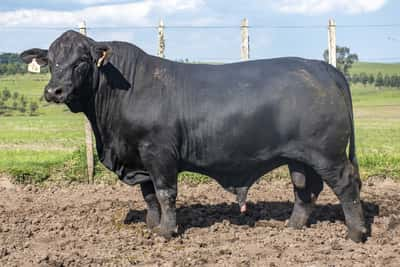 Lote Toros, Tacuarembó