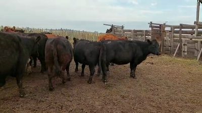 Lote 70 Vacas CUT preñadas en Dolores, Buenos Aires