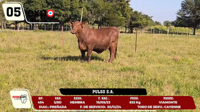 Lote LOTE 5