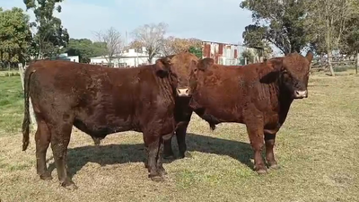Lote 2 Toros, San José