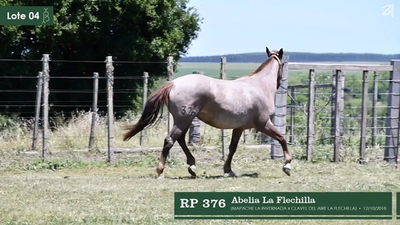 Lote Abelia La Flechilla