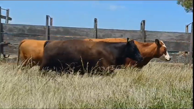Lote VACAS ENTORADAS