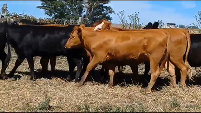 Lote (Vendido)14 Vaquillonas 1 a 2 años LIMANGUS/ ANGUS 325kg -  en A 20 km De Cardona
