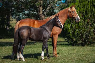 Lote Quelen Burbuja