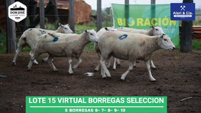 Lote 5 Ovejas Texel en Tupambaé