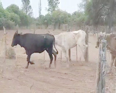 Lote 105 Vacas  en Monte Quemado, Santiago del Estero