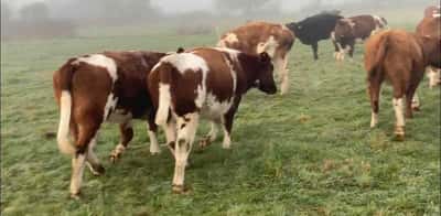 Lote 29 Vaquilla Engorda en Purranque,  X Región Los Lagos