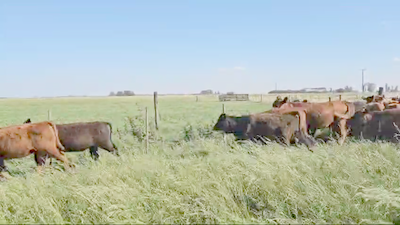 Lote 36 Terneras en Suipacha