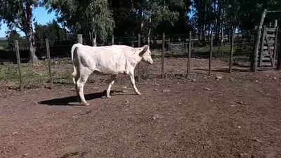 Lote Vaquillonas 1 a 2 años HOLANDO 280kg - , San José