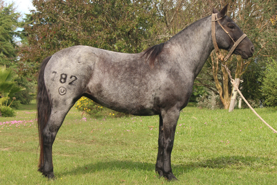 Lote MAZANGANO DEFENSORA