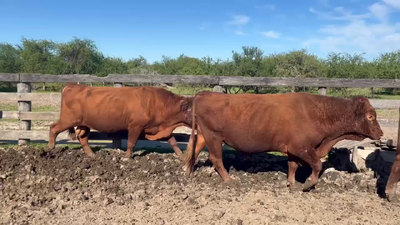 Lote 20 Toros